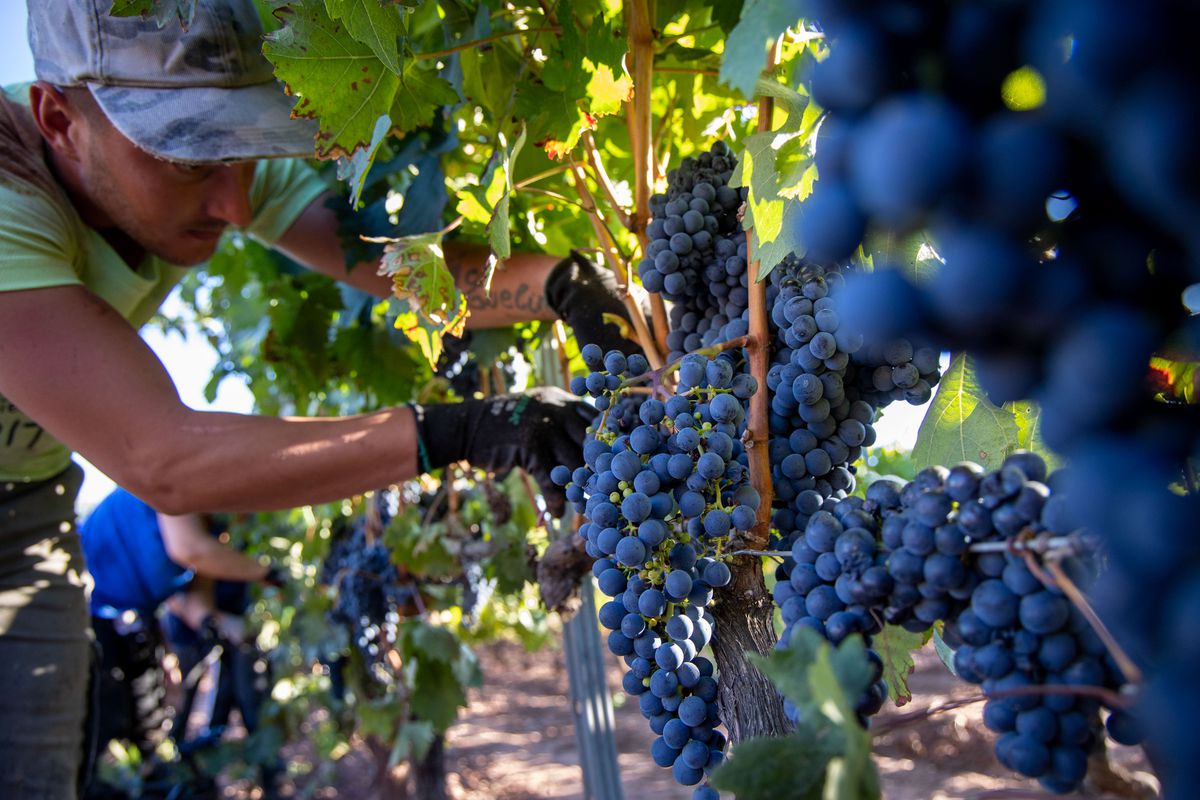 La Audiencia Nacional imputa a directivos de las bodegas Félix Solís y García Carrión por estafa en la venta de vino | Economía